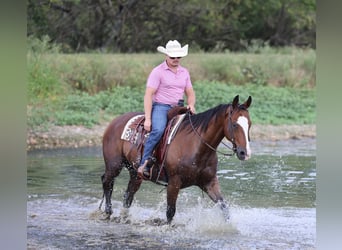 Caballo cuarto de milla, Caballo castrado, 9 años, 152 cm, Castaño rojizo