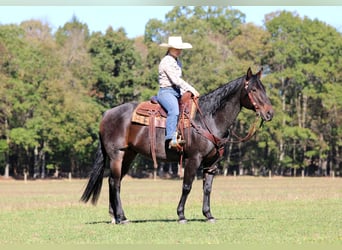 Caballo cuarto de milla, Caballo castrado, 9 años, 152 cm, Castaño-ruano