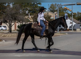 Caballo cuarto de milla, Caballo castrado, 9 años, 152 cm, Negro