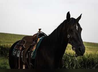 Caballo cuarto de milla, Caballo castrado, 9 años, 152 cm, Negro