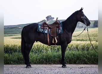 Caballo cuarto de milla, Caballo castrado, 9 años, 152 cm, Negro