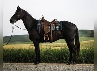 Caballo cuarto de milla, Caballo castrado, 9 años, 152 cm, Negro