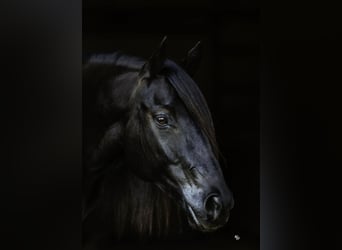 Caballo cuarto de milla, Caballo castrado, 9 años, 152 cm, Negro