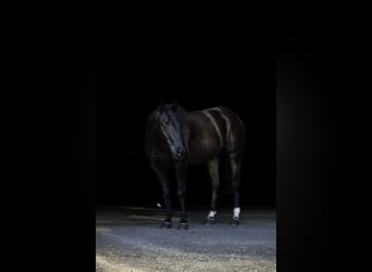 Caballo cuarto de milla, Caballo castrado, 9 años, 152 cm, Negro