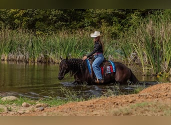 Caballo cuarto de milla, Caballo castrado, 9 años, 152 cm, Negro