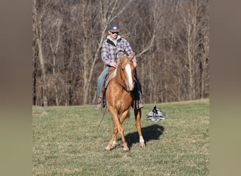 Caballo cuarto de milla, Caballo castrado, 9 años, 152 cm, Palomino