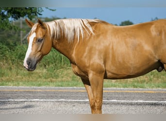 Caballo cuarto de milla, Caballo castrado, 9 años, 152 cm, Palomino