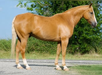 Caballo cuarto de milla, Caballo castrado, 9 años, 152 cm, Palomino