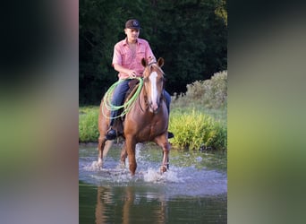 Caballo cuarto de milla, Caballo castrado, 9 años, 152 cm, Palomino