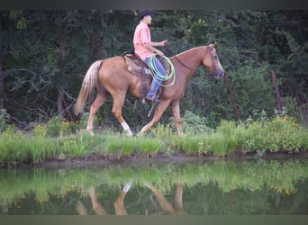 Caballo cuarto de milla, Caballo castrado, 9 años, 152 cm, Palomino