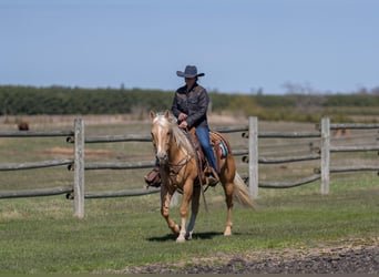 Caballo cuarto de milla, Caballo castrado, 9 años, 152 cm, Palomino