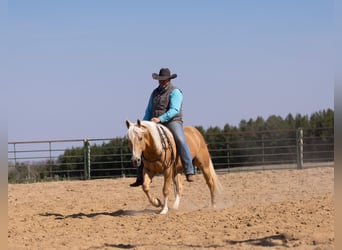 Caballo cuarto de milla, Caballo castrado, 9 años, 152 cm, Palomino