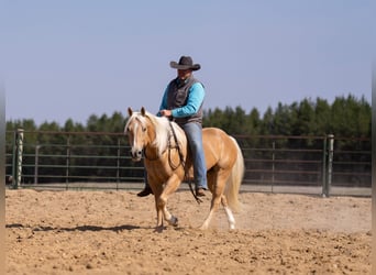 Caballo cuarto de milla, Caballo castrado, 9 años, 152 cm, Palomino
