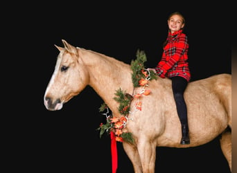 Caballo cuarto de milla, Caballo castrado, 9 años, 152 cm, Palomino