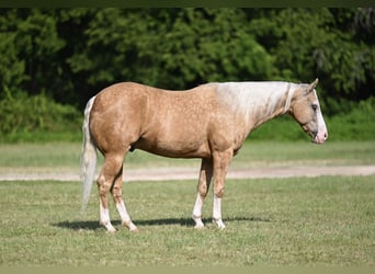 Caballo cuarto de milla, Caballo castrado, 9 años, 152 cm, Palomino