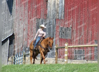 Caballo cuarto de milla, Caballo castrado, 9 años, 152 cm, Red Dun/Cervuno