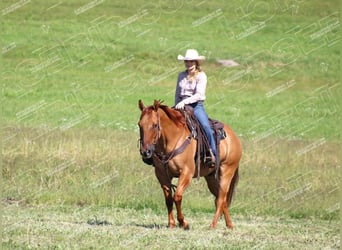 Caballo cuarto de milla, Caballo castrado, 9 años, 152 cm, Red Dun/Cervuno