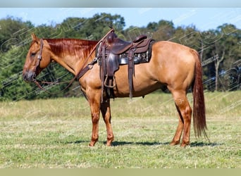 Caballo cuarto de milla, Caballo castrado, 9 años, 152 cm, Red Dun/Cervuno