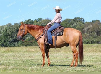 Caballo cuarto de milla, Caballo castrado, 9 años, 152 cm, Red Dun/Cervuno