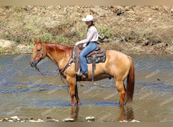 Caballo cuarto de milla, Caballo castrado, 9 años, 152 cm, Red Dun/Cervuno