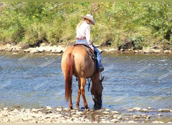 Caballo cuarto de milla, Caballo castrado, 9 años, 152 cm, Red Dun/Cervuno