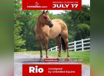 Caballo cuarto de milla, Caballo castrado, 9 años, 152 cm, Red Dun/Cervuno