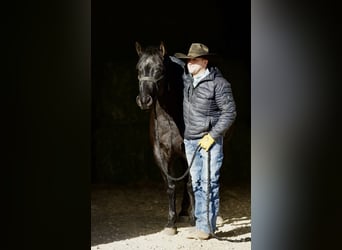 Caballo cuarto de milla, Caballo castrado, 9 años, 152 cm, Ruano azulado