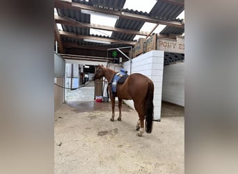 Caballo cuarto de milla, Caballo castrado, 9 años, 153 cm, Alazán