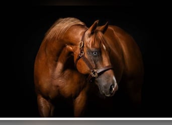 Caballo cuarto de milla, Caballo castrado, 9 años, 153 cm, Alazán