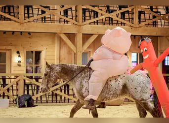 Caballo cuarto de milla, Caballo castrado, 9 años, 155 cm, Alazán-tostado