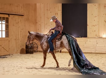 Caballo cuarto de milla, Caballo castrado, 9 años, 155 cm, Alazán-tostado