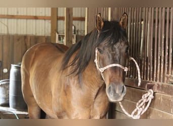 Caballo cuarto de milla, Caballo castrado, 9 años, 155 cm, Bayo