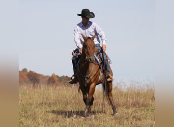 Caballo cuarto de milla, Caballo castrado, 9 años, 155 cm, Bayo