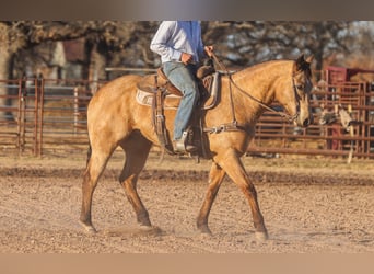 Caballo cuarto de milla, Caballo castrado, 9 años, 155 cm, Buckskin/Bayo