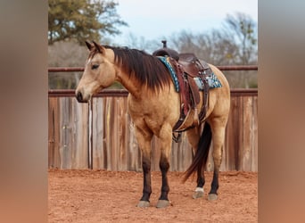 Caballo cuarto de milla, Caballo castrado, 9 años, 155 cm, Buckskin/Bayo