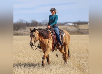 Caballo cuarto de milla, Caballo castrado, 9 años, 155 cm, Buckskin/Bayo