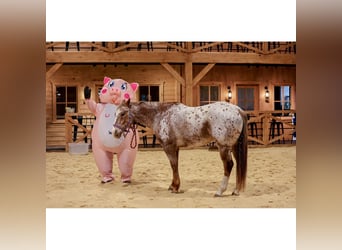 Caballo cuarto de milla, Caballo castrado, 9 años, 155 cm