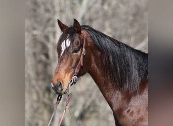 Caballo cuarto de milla, Caballo castrado, 9 años, 155 cm, Castaño rojizo