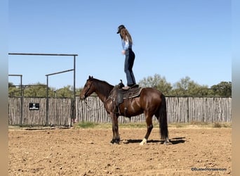 Caballo cuarto de milla, Caballo castrado, 9 años, 155 cm, Castaño rojizo
