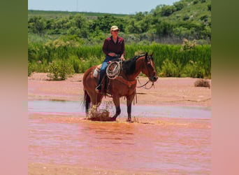 Caballo cuarto de milla, Caballo castrado, 9 años, 155 cm, Castaño rojizo