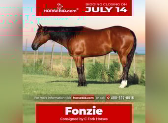 Caballo cuarto de milla, Caballo castrado, 9 años, 155 cm, Castaño rojizo