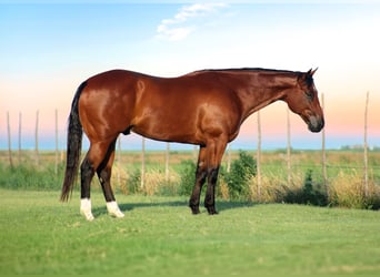 Caballo cuarto de milla, Caballo castrado, 9 años, 155 cm, Castaño rojizo