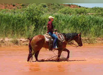 Caballo cuarto de milla, Caballo castrado, 9 años, 155 cm, Castaño rojizo