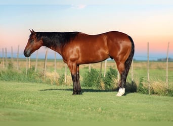 Caballo cuarto de milla, Caballo castrado, 9 años, 155 cm, Castaño rojizo
