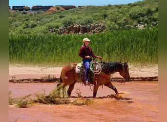 Caballo cuarto de milla, Caballo castrado, 9 años, 155 cm, Castaño rojizo