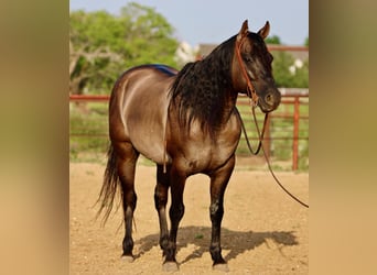 Caballo cuarto de milla, Caballo castrado, 9 años, 155 cm, Grullo