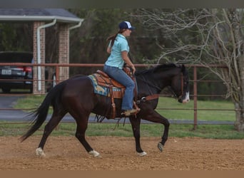 Caballo cuarto de milla, Caballo castrado, 9 años, 155 cm, Negro