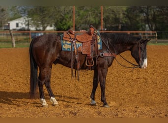 Caballo cuarto de milla, Caballo castrado, 9 años, 155 cm, Negro
