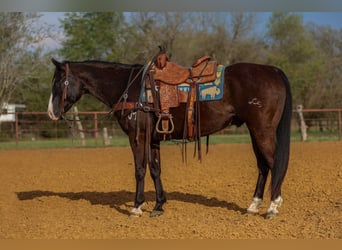 Caballo cuarto de milla, Caballo castrado, 9 años, 155 cm, Negro