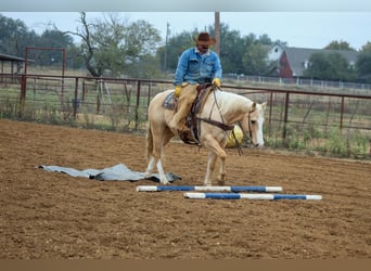 Caballo cuarto de milla, Caballo castrado, 9 años, 155 cm, Palomino